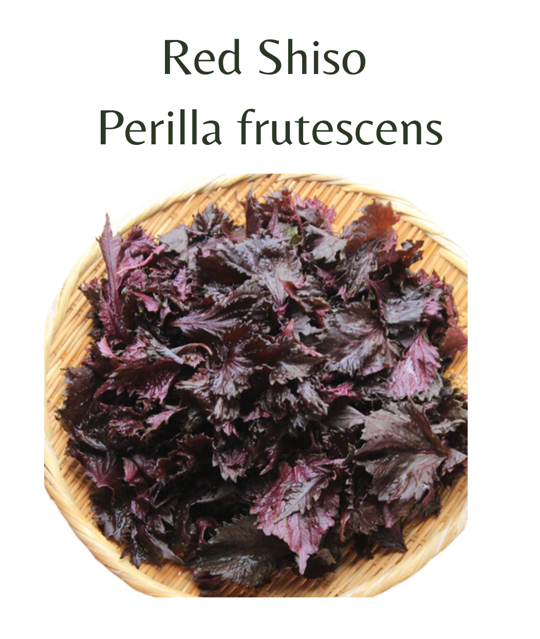 Shiso Red (perilla) (150 seeds)
