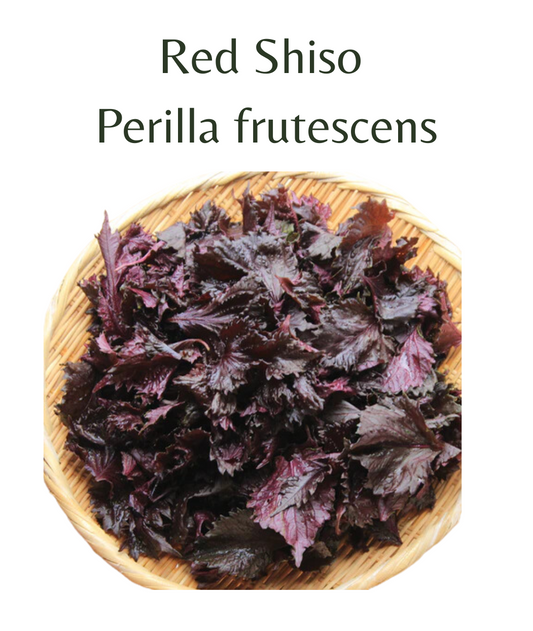 Shiso Red (perilla) (150 seeds)