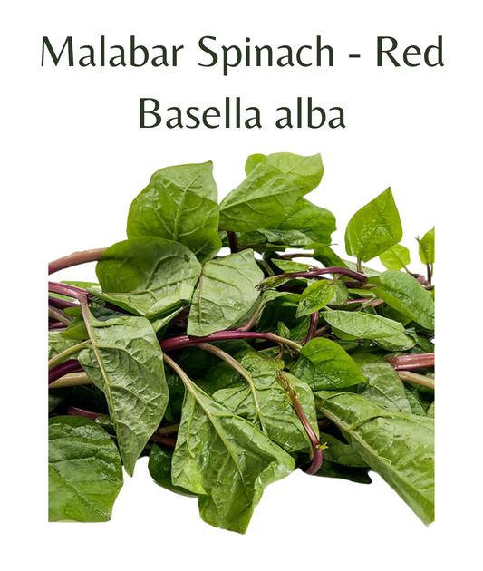 Malabar Spinach - Red (15 seeds)