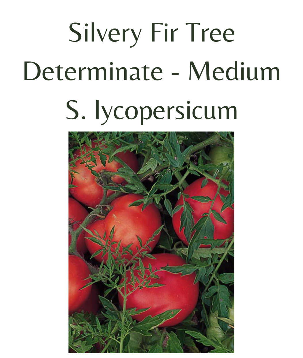 Silvery Fir Tree Tomato (10 seeds)