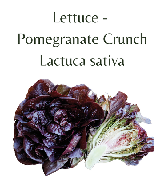 Lettuce - Pomegranate Crunch (75 seeds)