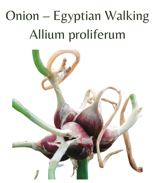 Egyptian Walking Onion (10 bulbils)