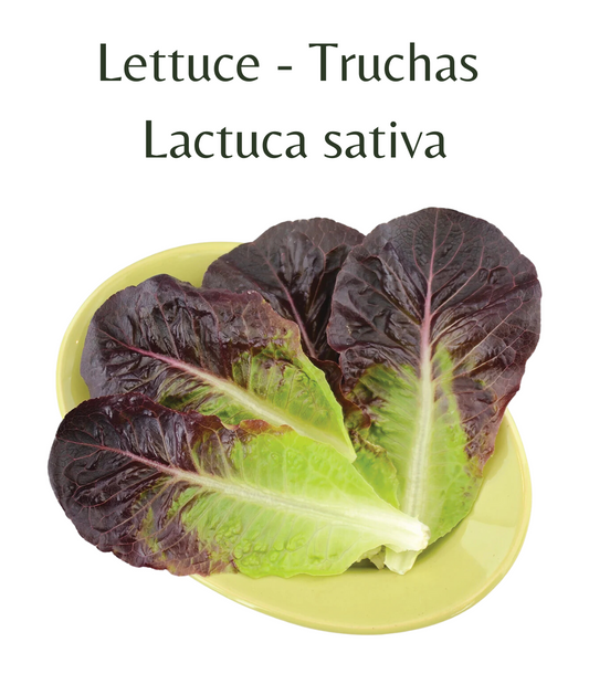 Lettuce - Truchas (75 seeds)