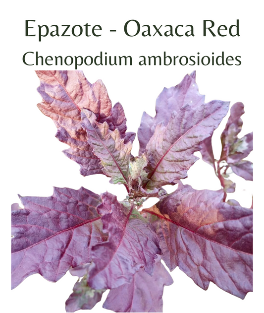 Epazote - Oaxaca Red (50 seeds)