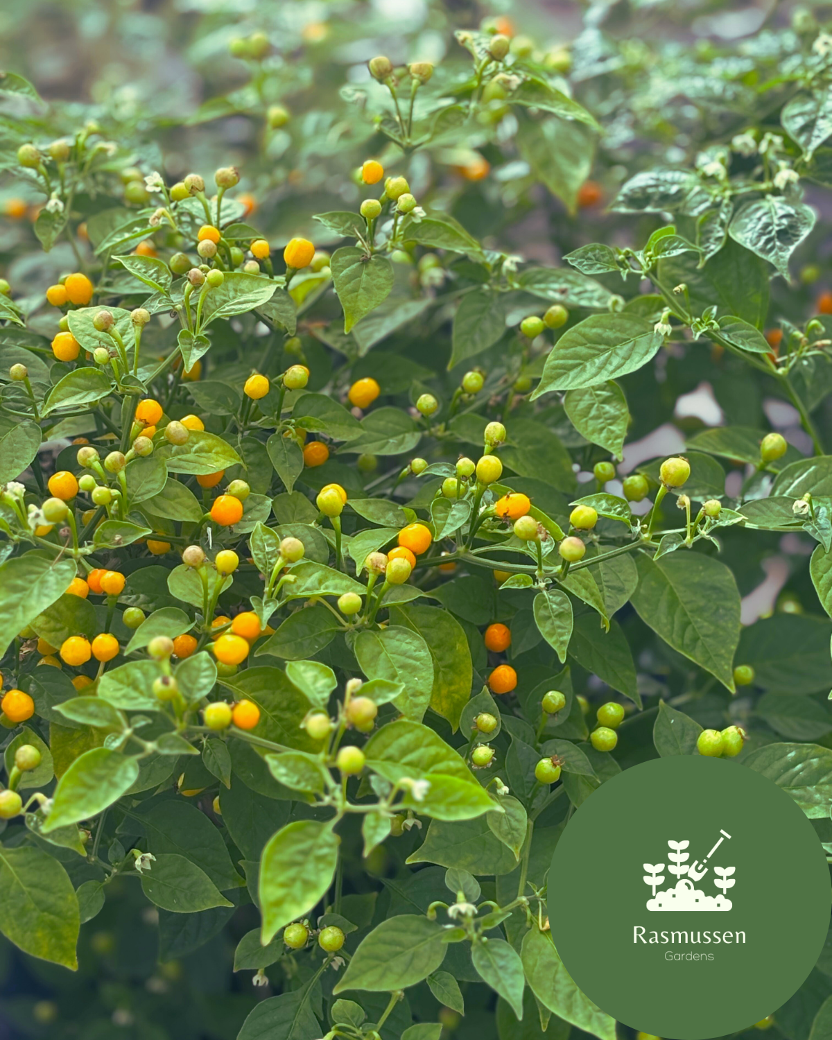 Aji Charapita Amarillo Chilli Seeds (10 seeds)