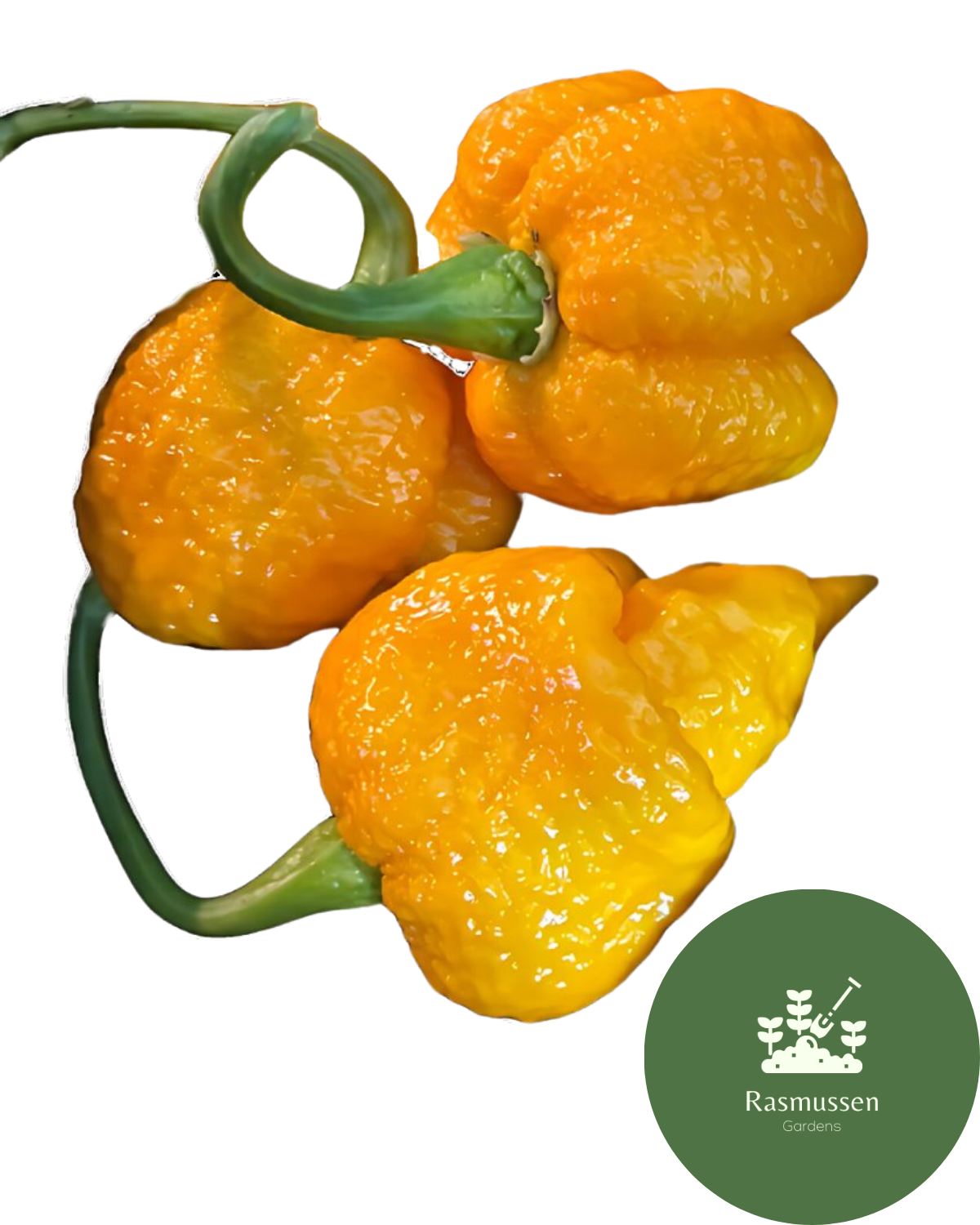 7 Pot Jonah - Yellow Chilli Seeds (10 seeds)