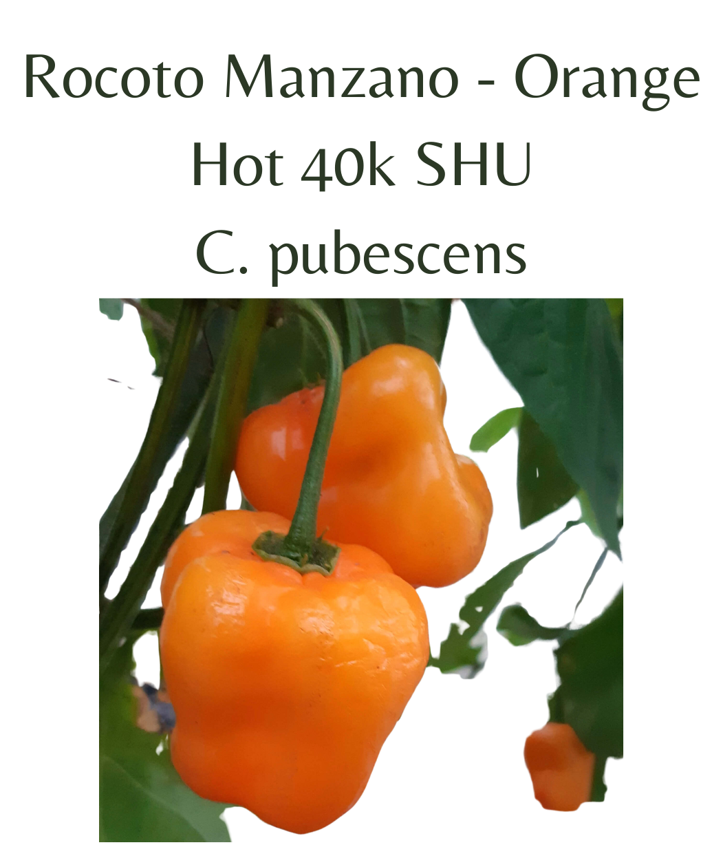 Rocoto Manzano - Orange chilli Seeds (10 seeds) – Rasmussen Gardens