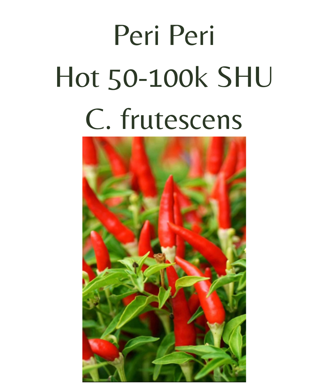 Peri Peri Chilli Seeds (10 seeds) – Rasmussen Gardens