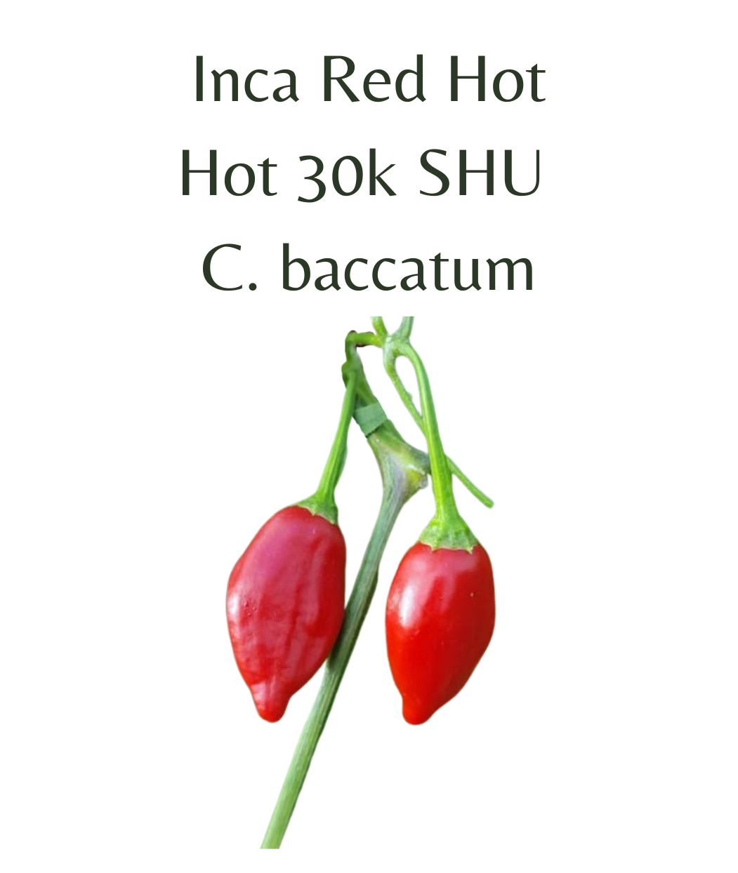 Inca Red Hot Chilli Seeds (10 seeds) – Rasmussen Gardens