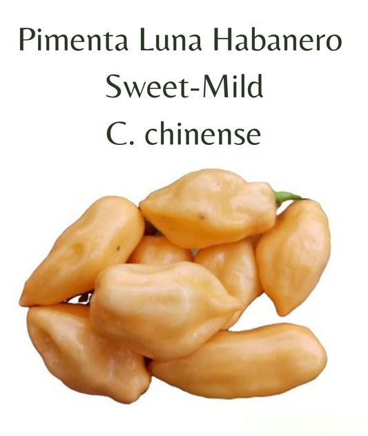 Pimenta Luna Chilli Seeds (10 seeds)