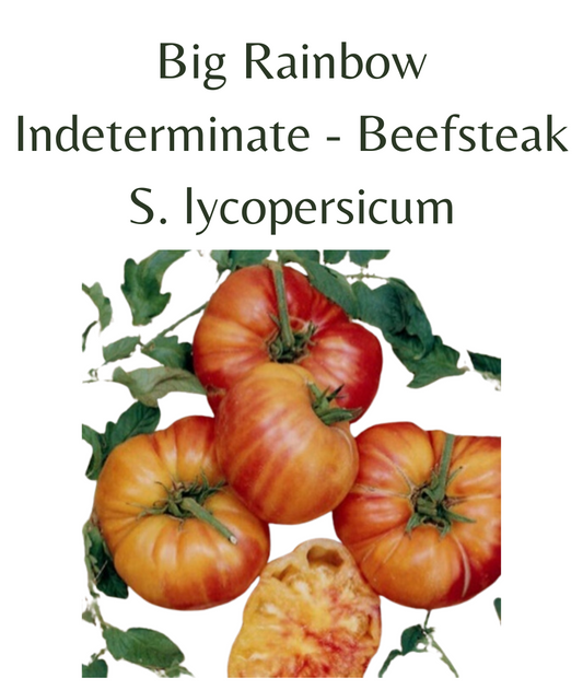 Big Rainbow Tomato (10 seeds)