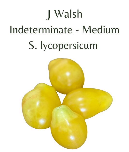 J Walsh Tomato (10 seeds)