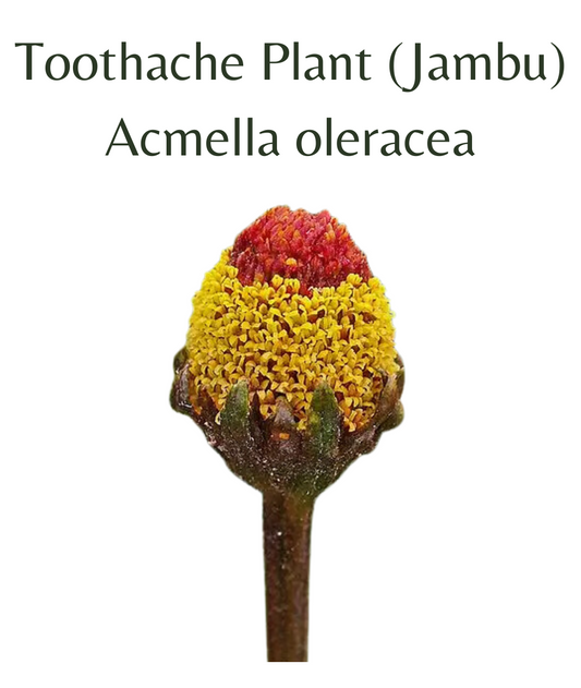 Toothache Plant (Jambu) (50 seeds)