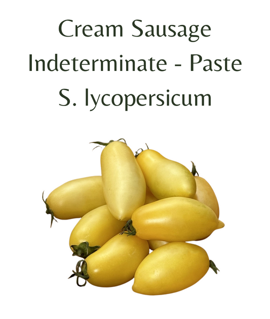 Cream Sausage Tomato (10 seeds)