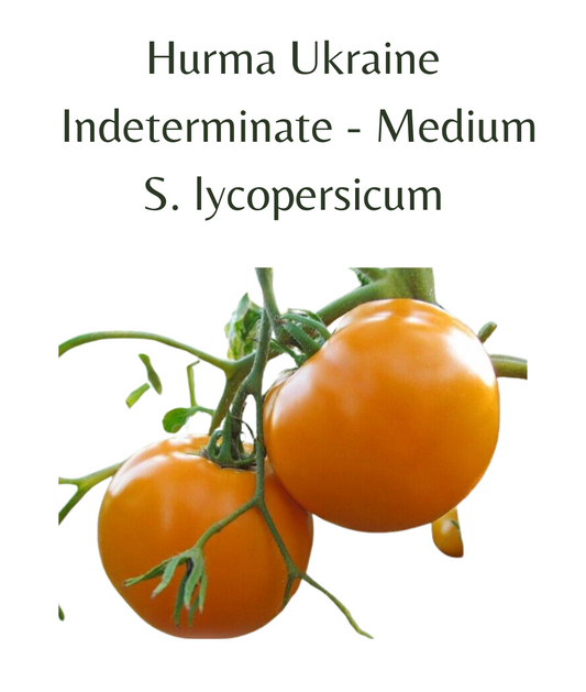 Hurma Ukraine Tomato (10 seeds)