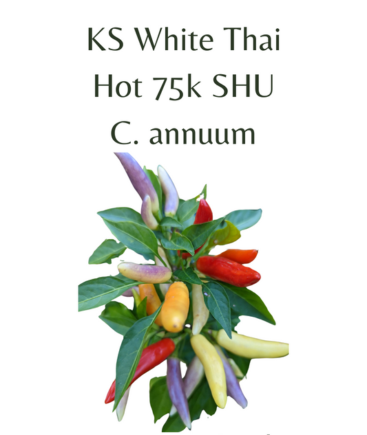KS White Thai Chilli Seeds (10 seeds)