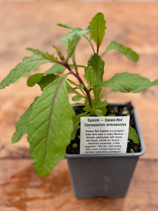 Epazote – Oaxaca Red Herb in 10cm pot