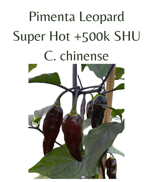 Pimenta Leopard Chilli Seeds (10 seeds)