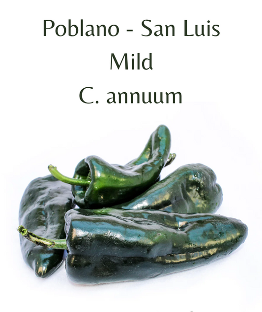 Poblano - San Luis Chilli Seeds (10 seeds)