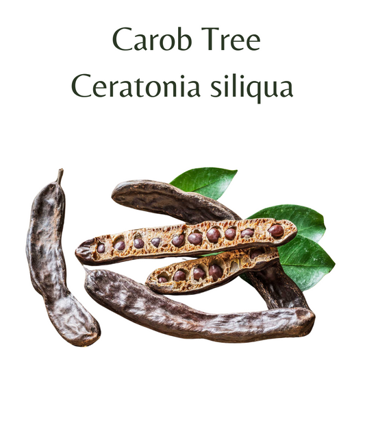 Carob Tree (Ceratonia siliqua) 10 seeds