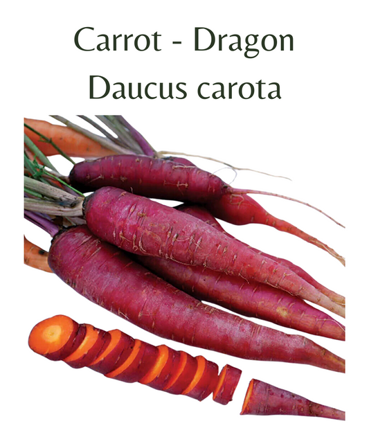 Carrot - Dragon (200 seeds)