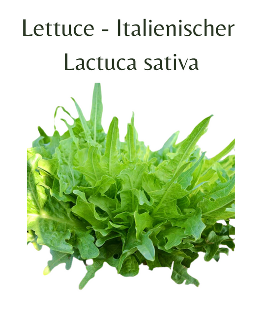 Lettuce - Italienischer (150 seeds)