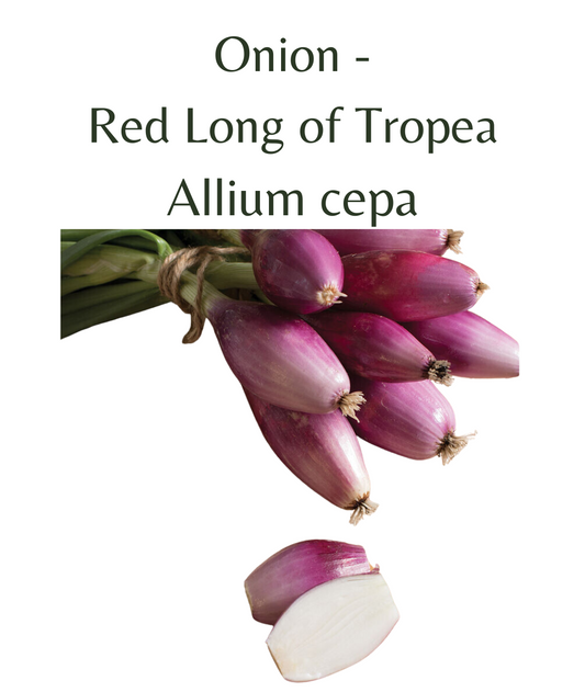 Onion - Red Long of Tropea (100 seeds)