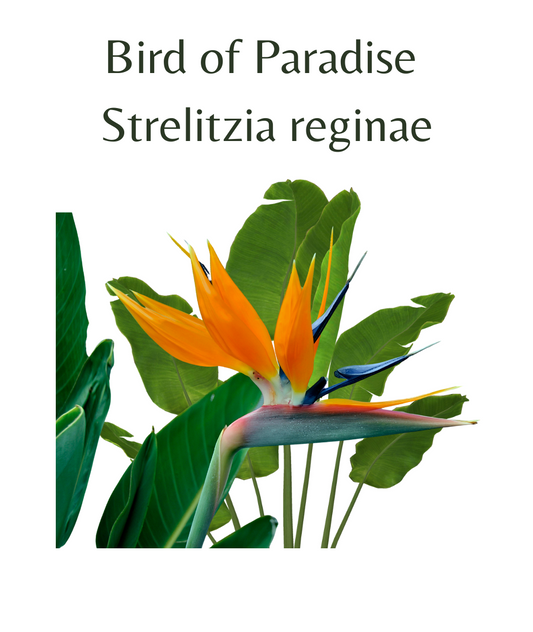Bird of Paradise (Strelitzia reginae) 6 seeds