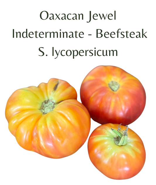 Oaxacan Jewel Tomato (10 seeds)