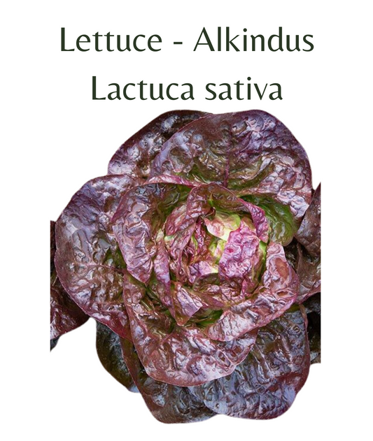 Lettuce - Alkindus (75 seeds)