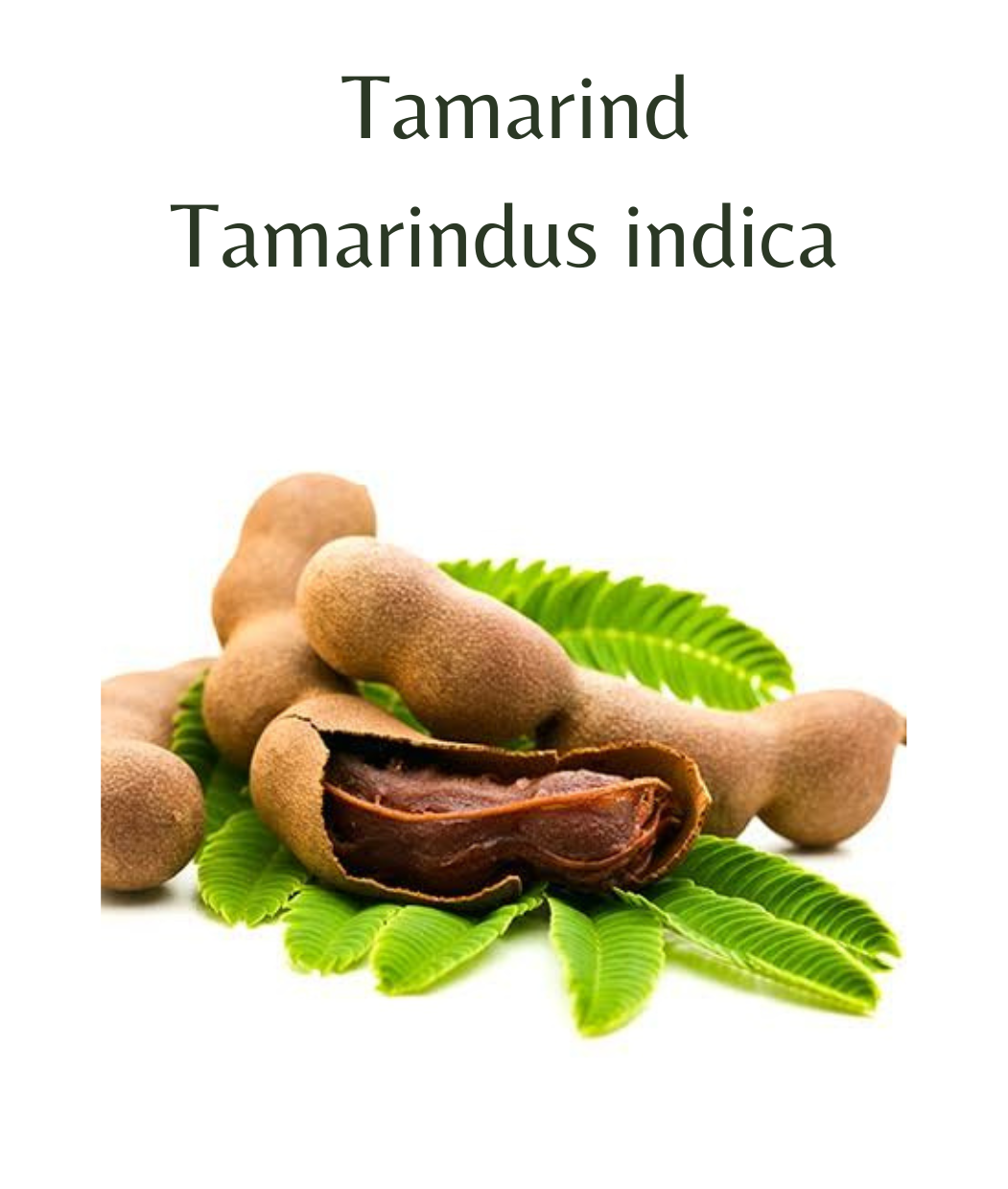 Tamarind Tree (Tamarindus indica) 5 seeds