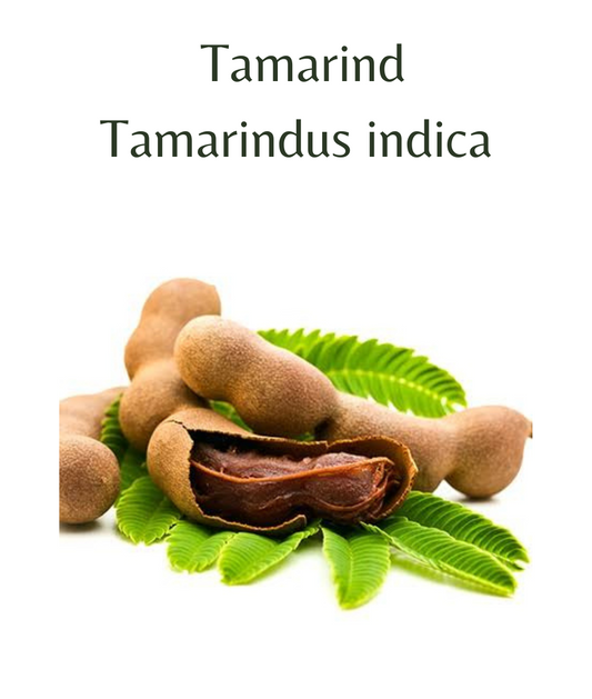 Tamarind Tree (Tamarindus indica) 5 seeds