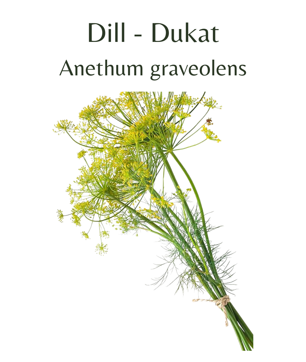 Dill - Dukat Herb (150 seeds)