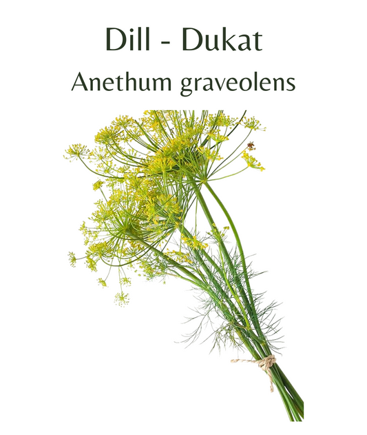 Dill - Dukat Herb (150 seeds)