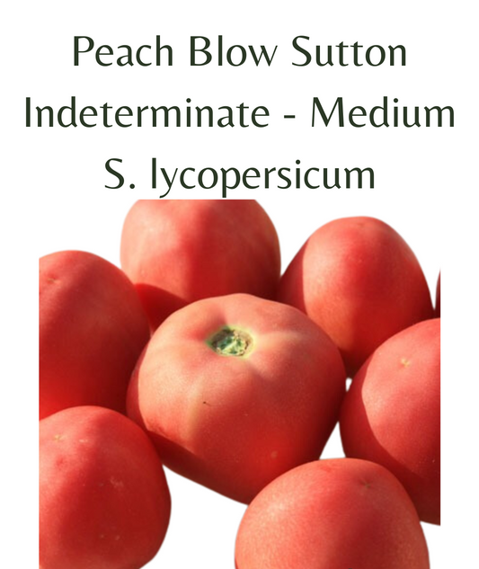 Peach Blow Sutton Tomato (10 seeds)