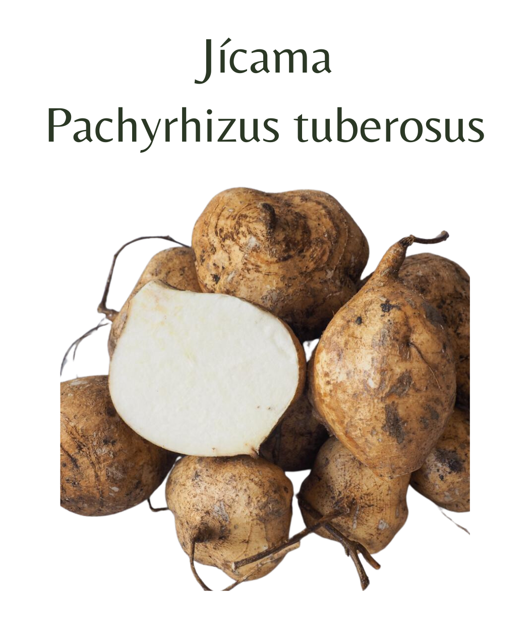 Jícama (10 seeds) – Rasmussen Gardens