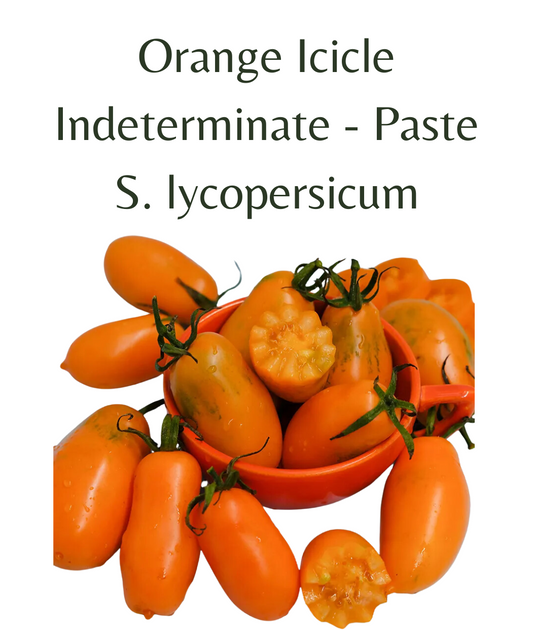 Orange Icicle Tomato (10 seeds)