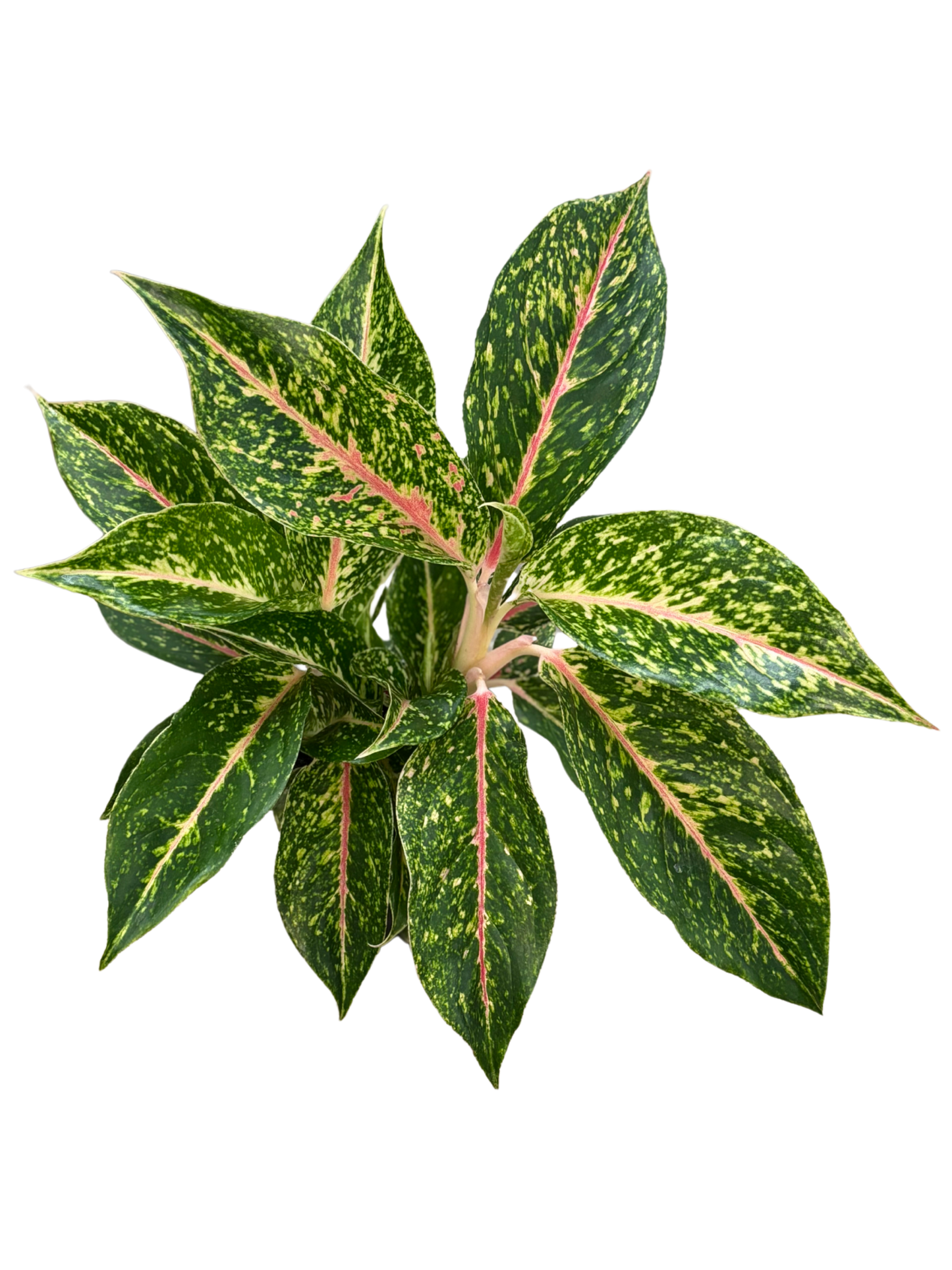 Aglaonema ‘Firework Sparkle’ plant in 12 cm pot