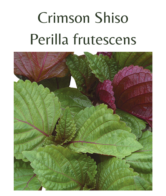Shiso Crimson  (perilla) (150 seeds)