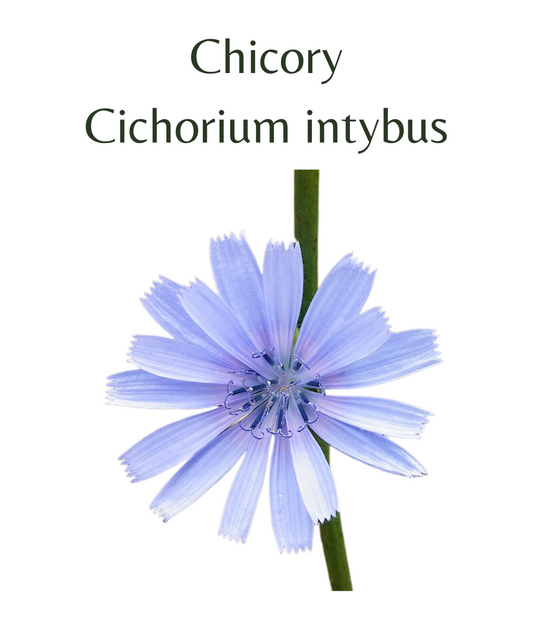 Chicory Root (250 seeds)