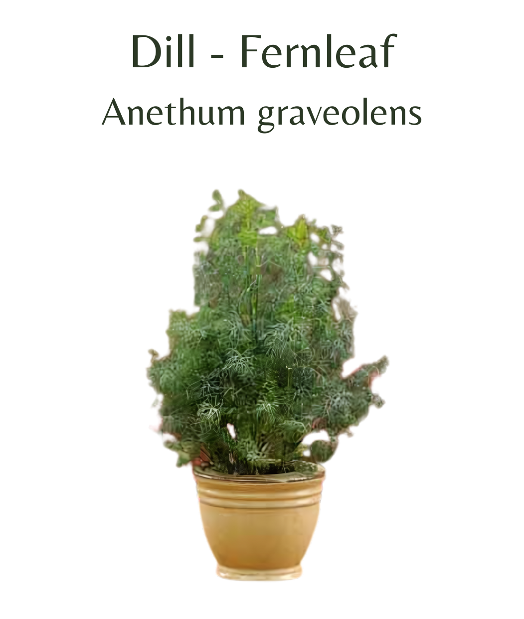 Dill - Fernleaf Herb (100 seeds)