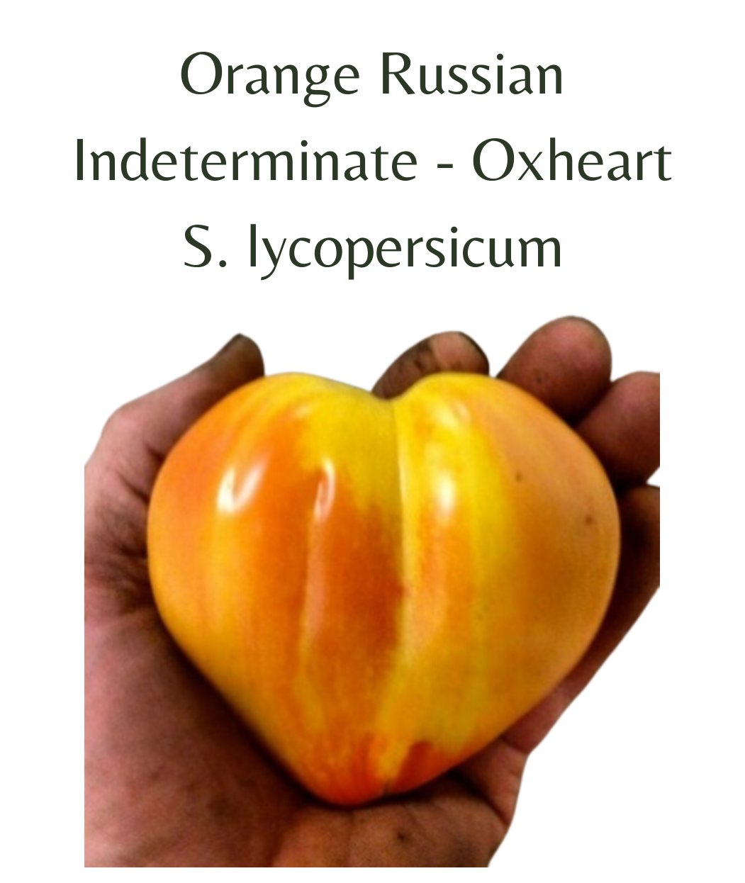 Orange Russian Tomato (10 seeds)