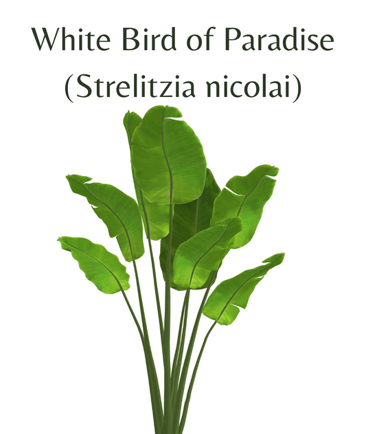 White Bird of Paradise (Strelitzia nicola) 6 seeds