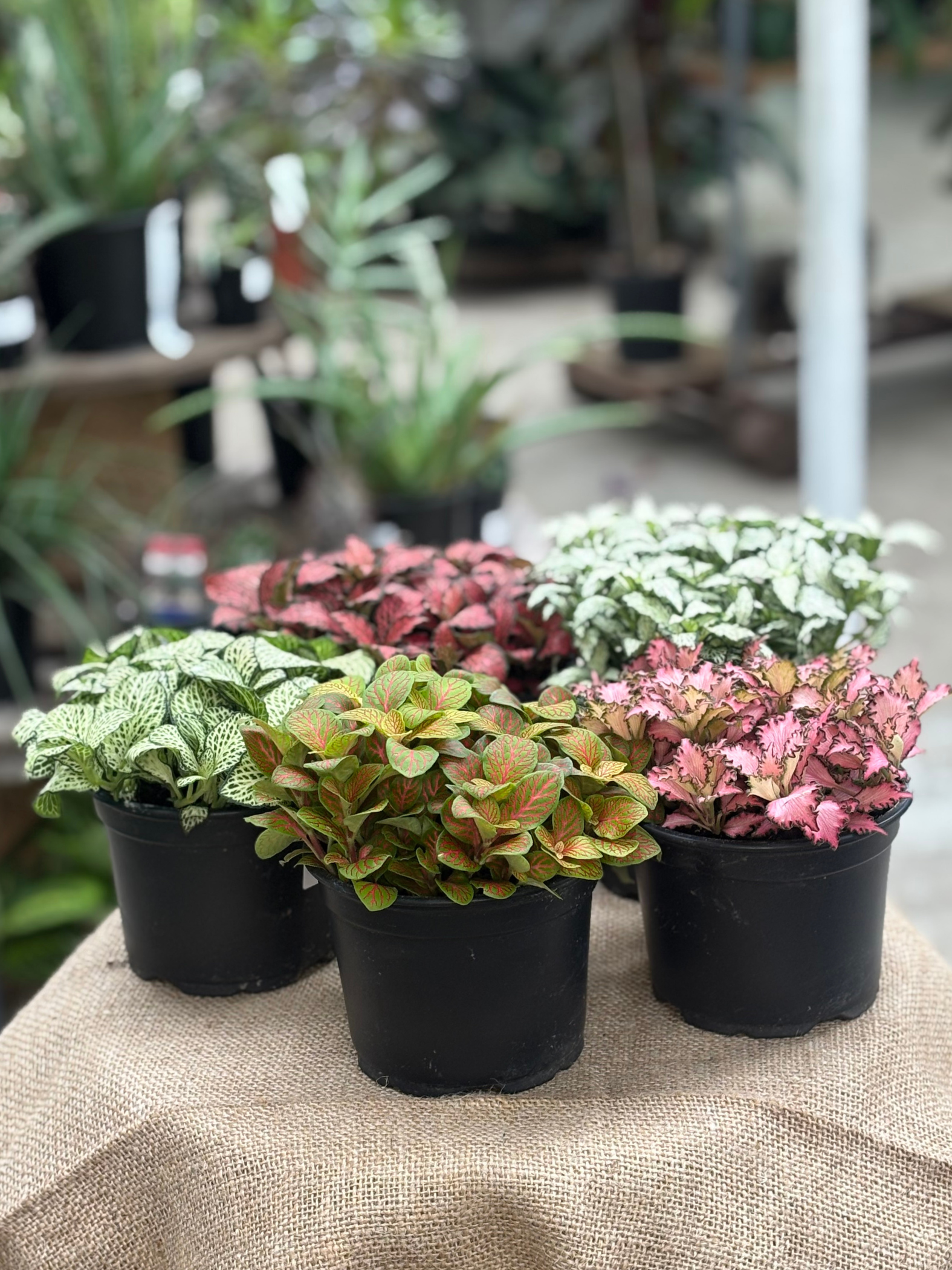 Fittonia Mixed in 12 cm pot