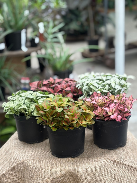 Fittonia Mixed in 12 cm pot