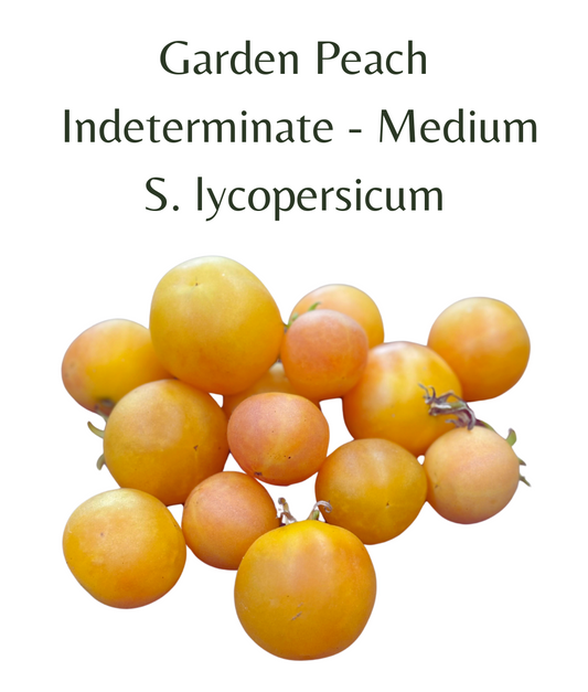 Garden Peach Tomato (10 seeds)