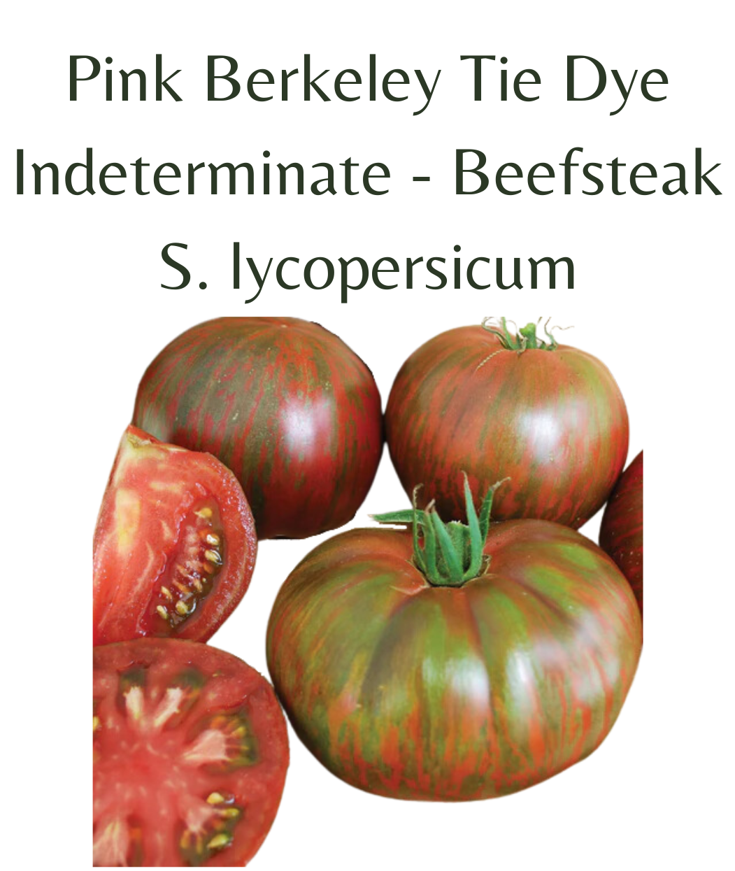 Pink Berkeley Tie Dye Tomato (10 seeds)
