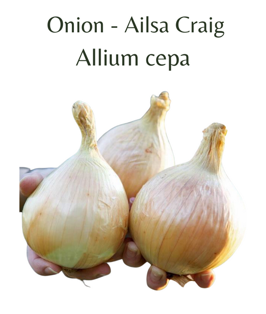 Onion - Ailsa Craig (75 seeds)