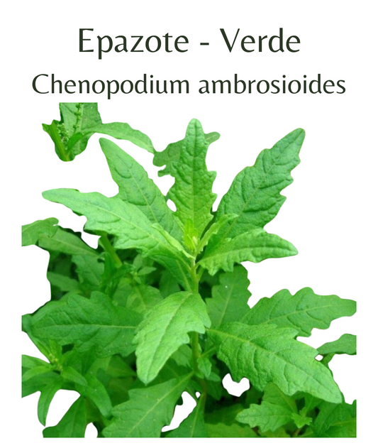 Epazote - Verde (50 seeds)