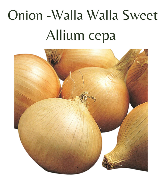 Onion - Walla Walla Sweet (100 seeds)